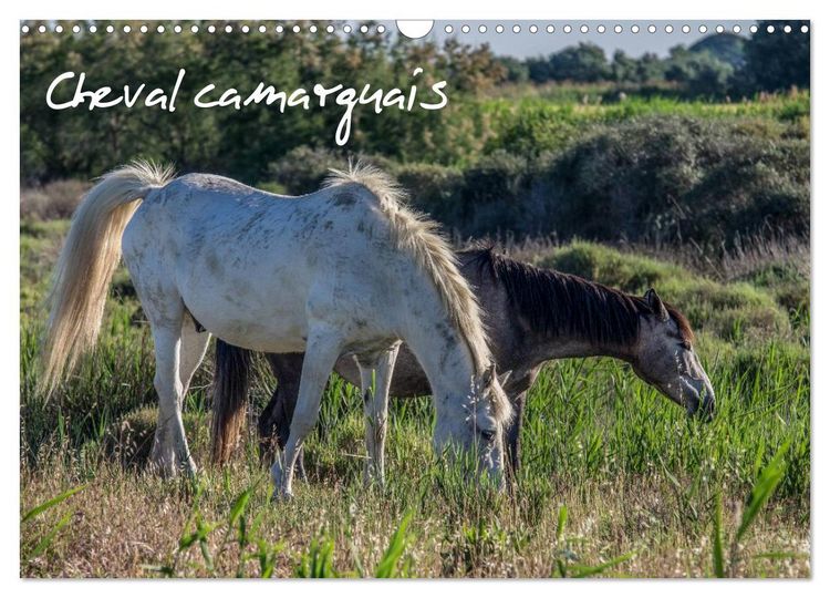 Produktbild: Cheval camarguais (Calendrier mural 2026 DIN A3 vertical), CALVENDO calendrier mensuel