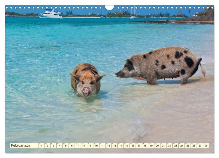 Produktbild: Schwimmende Schweine (Wandkalender 2026 DIN A3 quer), CALVENDO Monatskalender