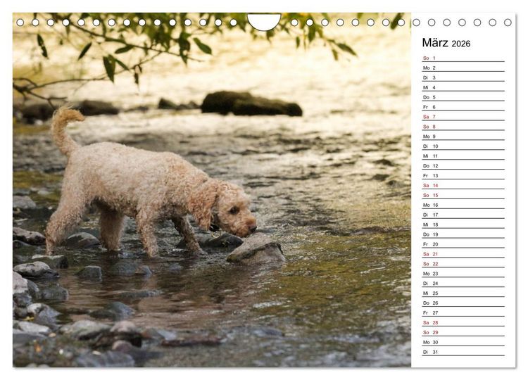 Produktbild: Lockenw&ouml;lfe - Energieb&uuml;ndel Pudel (Wandkalender 2026 DIN A4 quer), CALVENDO Monatskalender