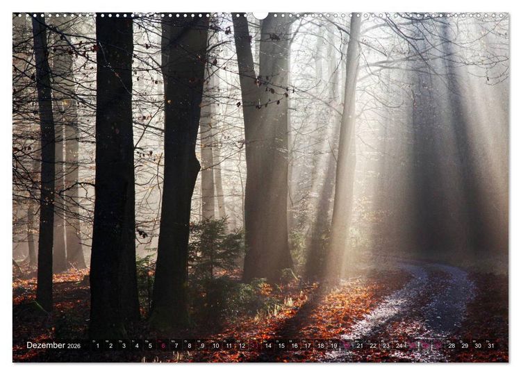 Produktbild: Erleuchtung im Wald (hochwertiger Premium Wandkalender 2026 DIN A2 quer), Kunstdruck in Hochglanz