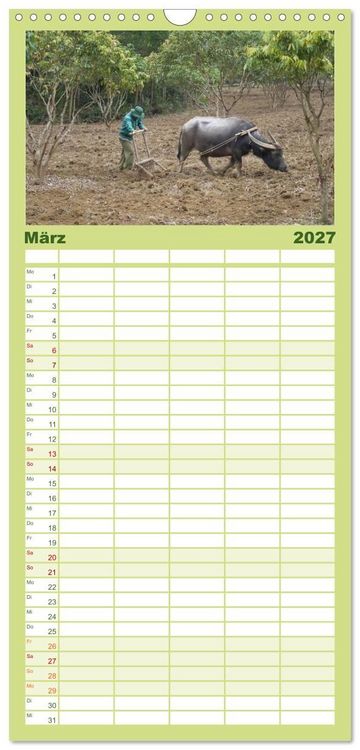 Produktbild: Familienplaner 2027 - K&uuml;he mit H&ouml;rnern mit 5 Spalten (Wandkalender, 21 x 45 cm) CALVENDO