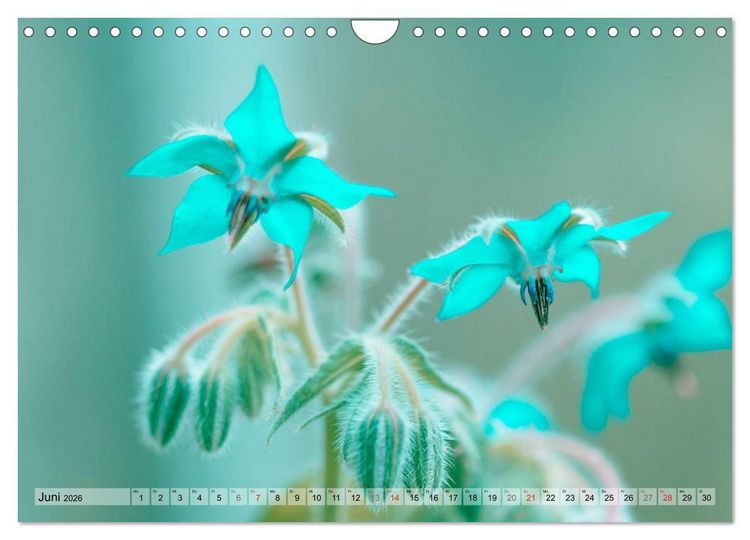 Produktbild: Farbenfroher Bl&uuml;tentraum (Wandkalender 2026 DIN A4 quer), CALVENDO Monatskalender