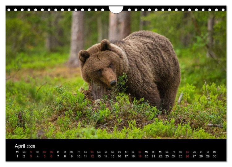Produktbild: Naturwucht Skandinavien (Wandkalender 2026 DIN A4 quer), CALVENDO Monatskalender