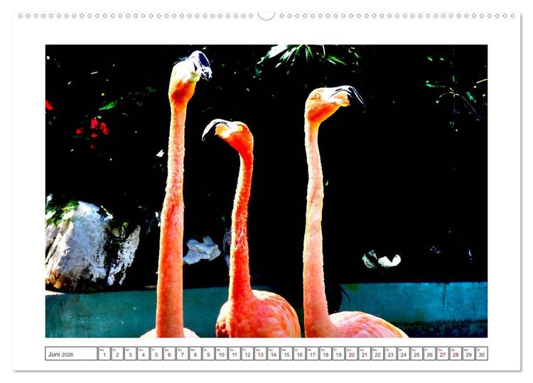 Produktbild: Pretty Flamingos in Cuba (hochwertiger Premium Wandkalender 2026 DIN A2 quer), Kunstdruck in Hochglanz