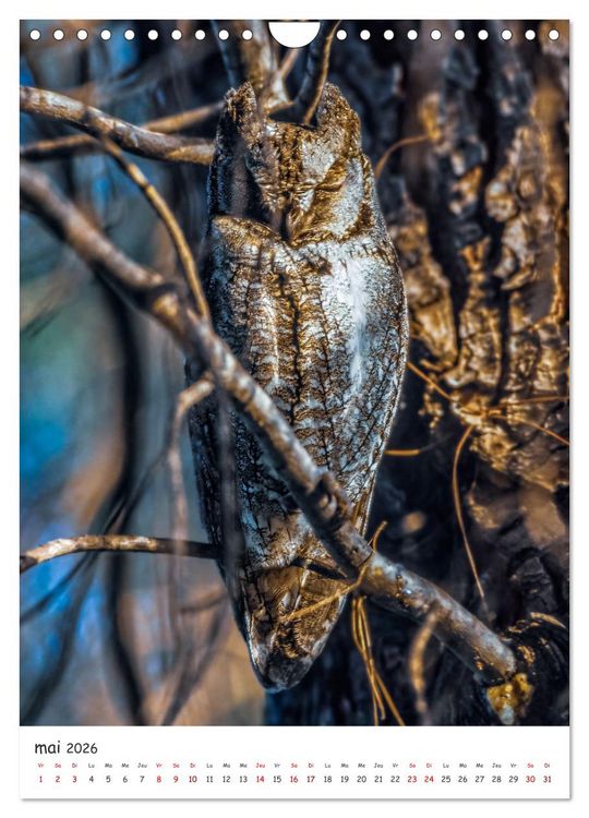 Produktbild: Une vie de hibou les oiseaux (Calendrier mural 2026 DIN A4 horizontal), CALVENDO calendrier mensuel