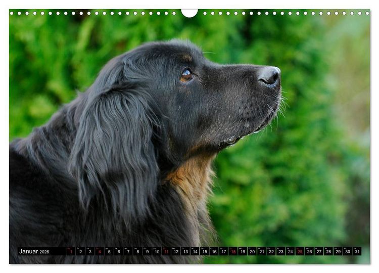Produktbild: Mein bester Freund - Der Hovawart (Wandkalender 2026 DIN A3 quer), CALVENDO Monatskalender