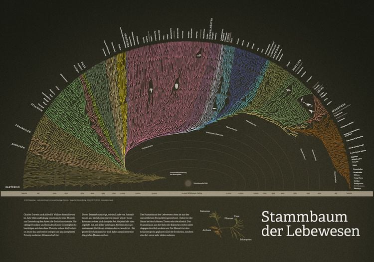 Produktbild: Stammbaum der Lebewesen