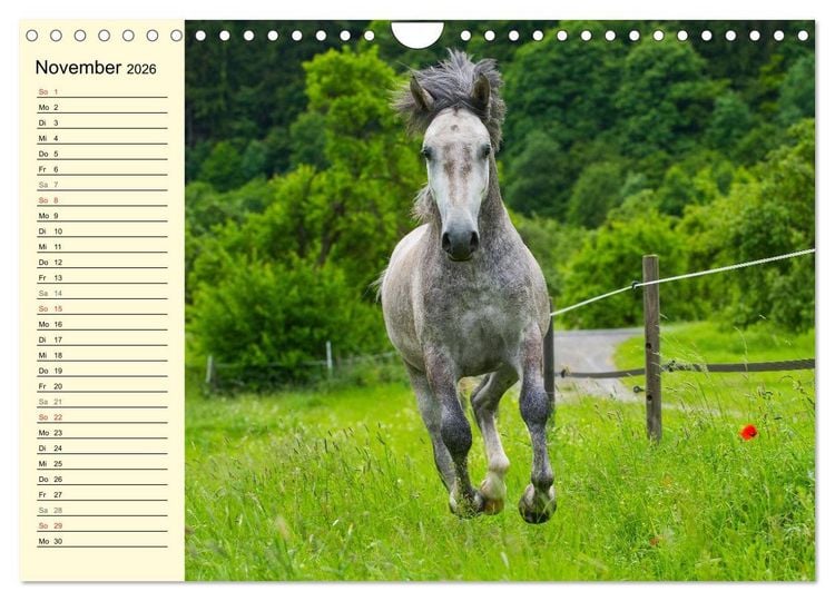 Produktbild: Traumpferd Lipizzaner (Wandkalender 2026 DIN A4 quer), CALVENDO Monatskalender