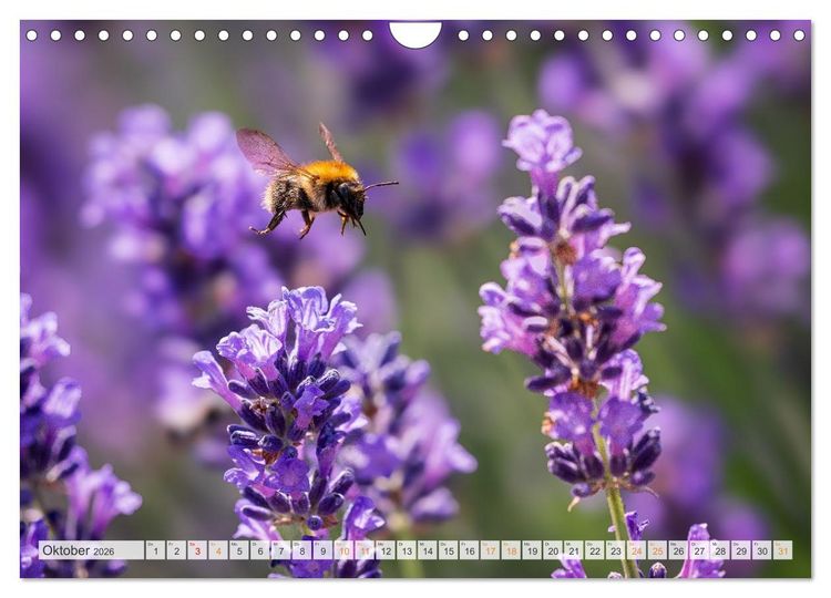 Produktbild: Bienen und Hummeln in Aktion (Wandkalender 2026 DIN A4 quer), CALVENDO Monatskalender