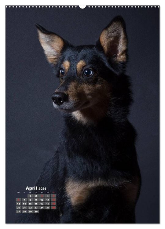 Produktbild: Treue Wegbegleiter, Hunde im Portrait. (hochwertiger Premium Wandkalender 2026 DIN A2 hoch), Kunstdruck in Hochglanz