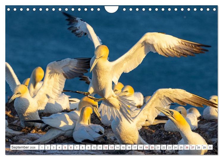 Produktbild: Basst&ouml;lpel - Helgolands faszinierende V&ouml;gel (Wandkalender 2026 DIN A4 quer), CALVENDO Monatskalender