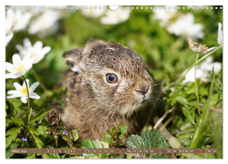 Produktbild: Feldhasen unterwegs in Wald und Flur (Wandkalender 2026 DIN A3 quer), CALVENDO Monatskalender