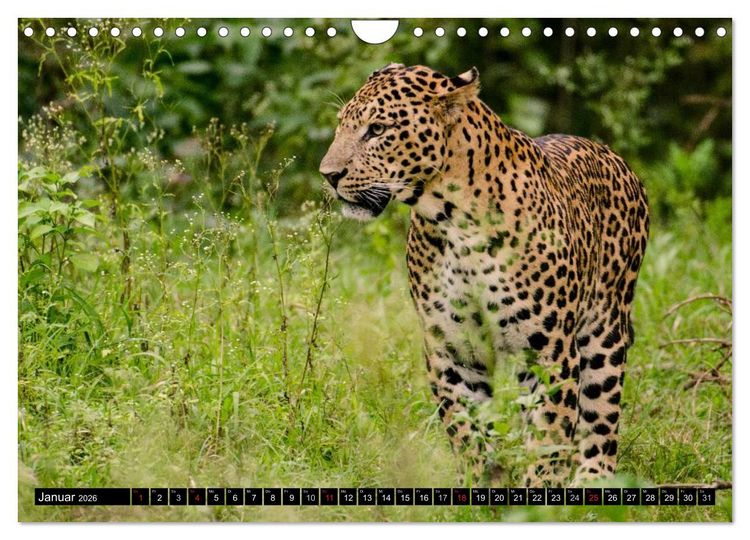 Produktbild: Die Lautlosen. Geparden und Leoparden (Wandkalender 2026 DIN A4 quer), CALVENDO Monatskalender
