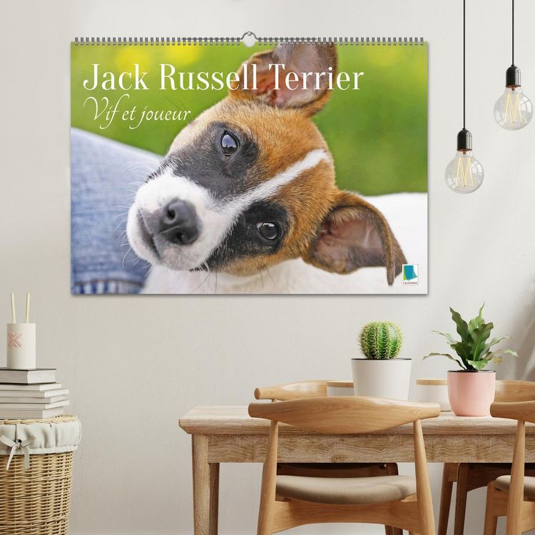 Produktbild: Jack Russell Terrier : vif et joueur (Calendrier mural 2026 DIN A2 vertical), CALVENDO calendrier mensuel
