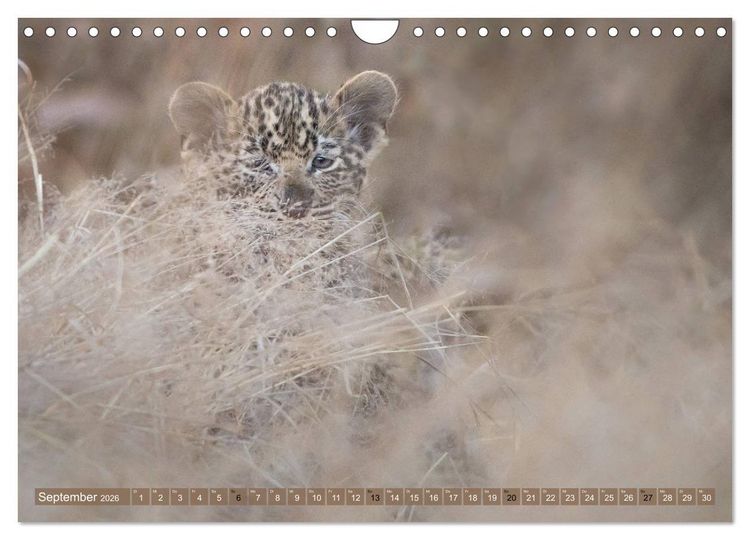 Produktbild: Raubkatzenkinder (Wandkalender 2026 DIN A4 quer), CALVENDO Monatskalender