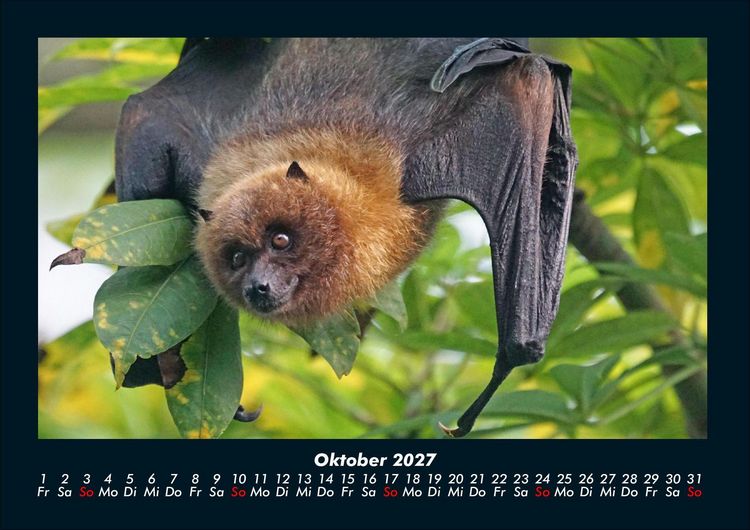 Produktbild: Tierkalender 2027 Fotokalender DIN A4