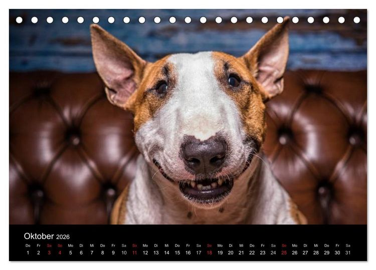 Produktbild: Bullterrier (Tischkalender 2026 DIN A5 quer), CALVENDO Monatskalender