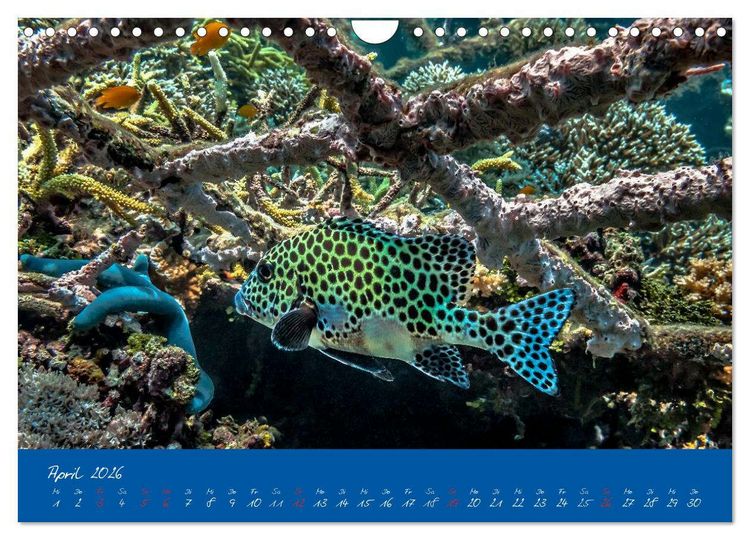 Produktbild: Meer sehen - Abenteuer Tauchen (Wandkalender 2026 DIN A4 quer), CALVENDO Monatskalender