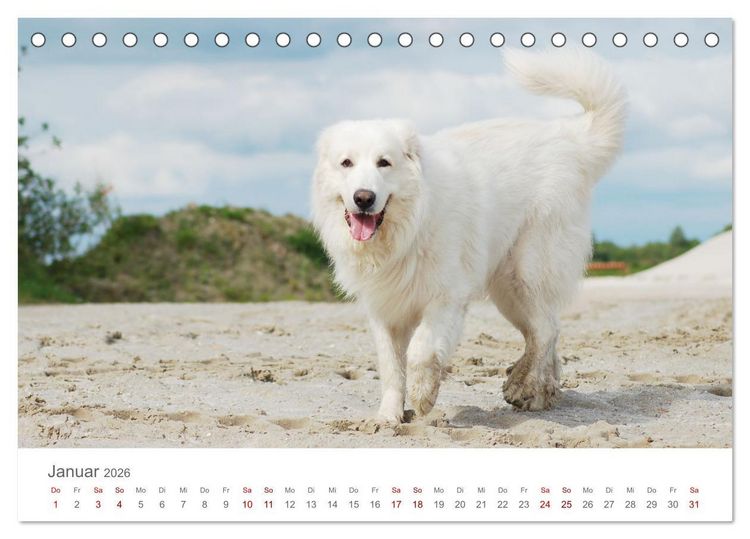 Produktbild: Pyren&auml;enberghunde (Tischkalender 2026 DIN A5 quer), CALVENDO Monatskalender