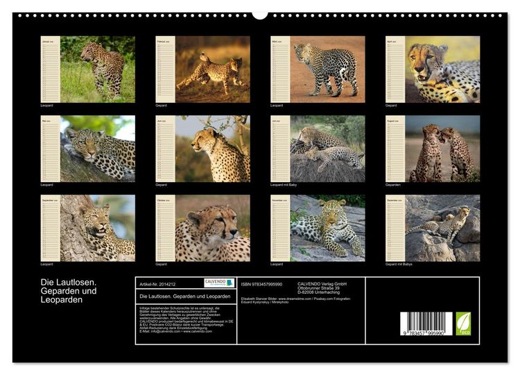 Produktbild: Die Lautlosen. Geparden und Leoparden (hochwertiger Premium Wandkalender 2026 DIN A2 quer), Kunstdruck in Hochglanz