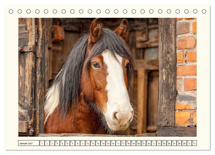 Produktbild: Irish Tinker Liebe. Der robuste Charme der Gypsy Cobs (Tischkalender 2027 DIN A5 quer), CALVENDO Monatskalender