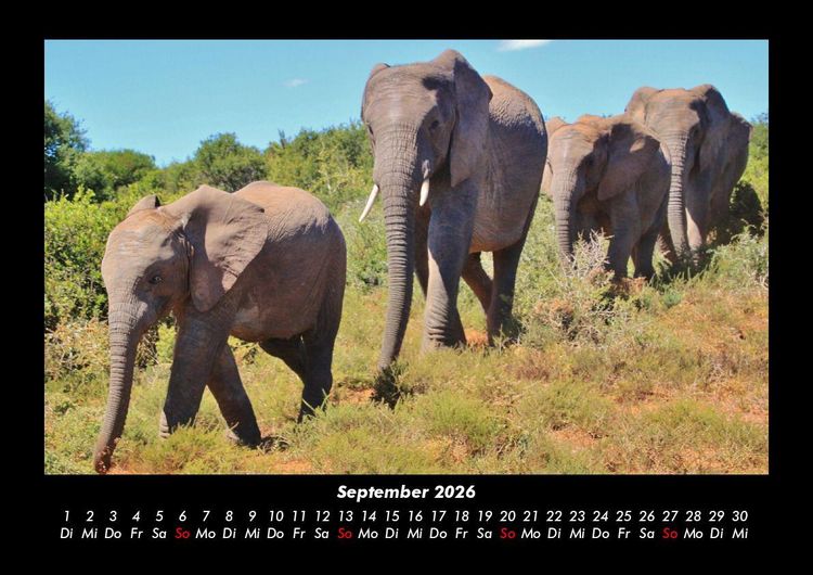 Produktbild: Elefanten 2026 Fotokalender DIN A3