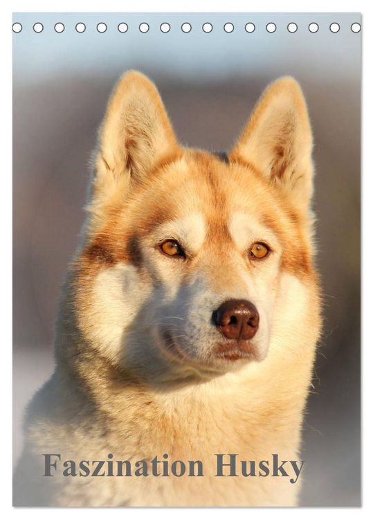 Produktbild: Faszination Husky (Tischkalender 2026 DIN A5 hoch), CALVENDO Monatskalender