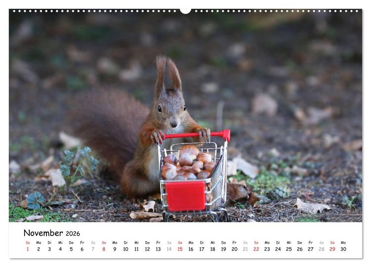 Produktbild: Unsere Eichh&ouml;rnchen in Bayern (Wandkalender 2026 DIN A2 quer), CALVENDO Monatskalender