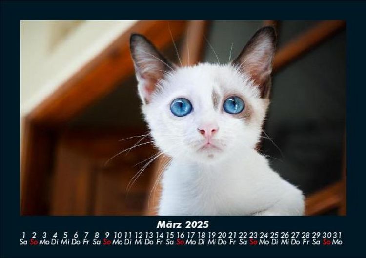 Produktbild: F&uuml;r Katzenfreunde 2025 Fotokalender DIN A5