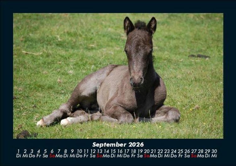 Produktbild: Tierkalender 2026 Fotokalender DIN A5