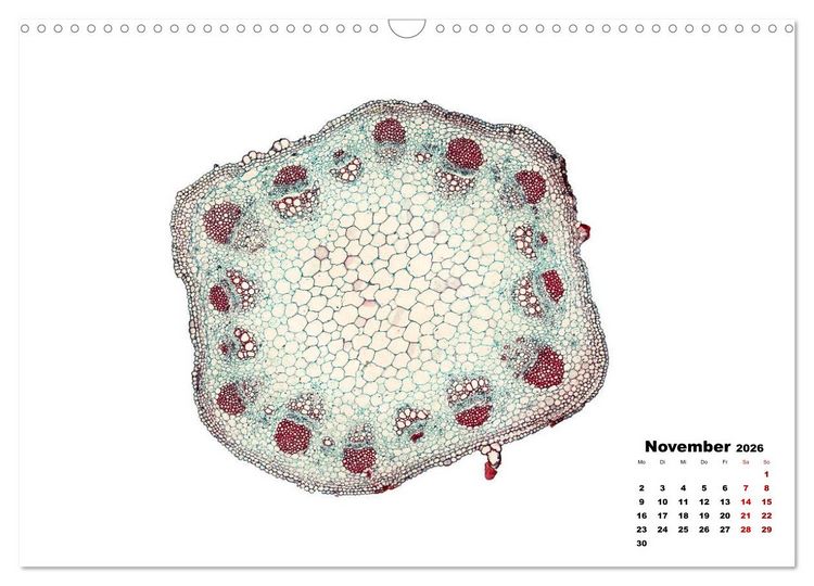 Produktbild: Pflanzen unter dem Mikroskop (Wandkalender 2026 DIN A3 quer), CALVENDO Monatskalender