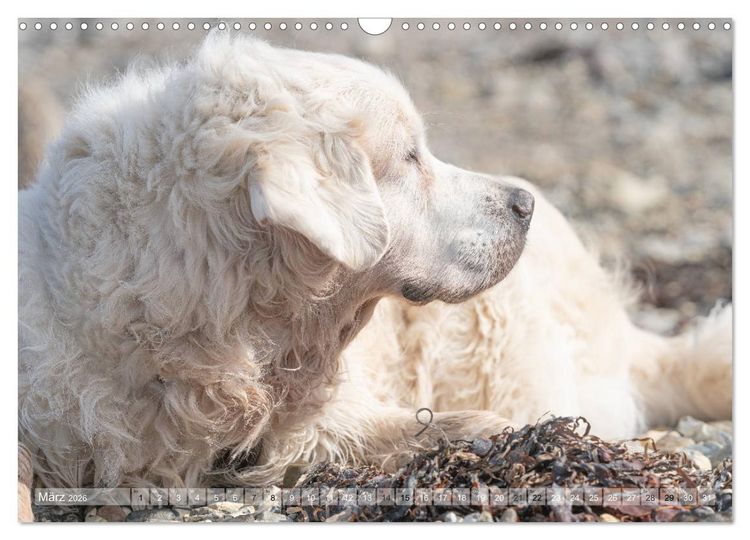 Produktbild: Mit Hunden an den Str&auml;nden von Nord- und Ostsee (Wandkalender 2026 DIN A3 quer), CALVENDO Monatskalender