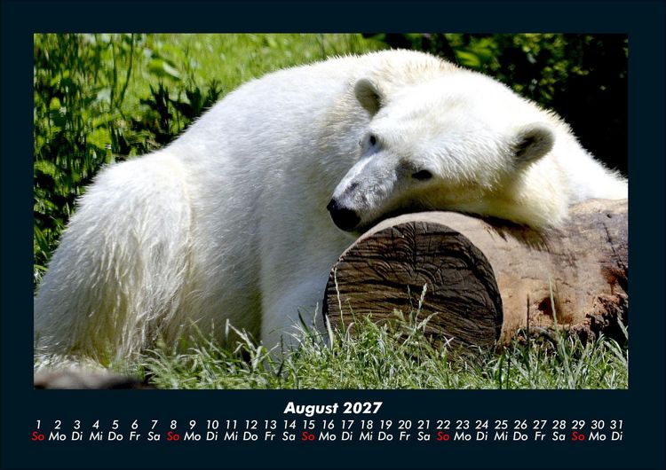 Produktbild: Pinguine & Eisb&auml;ren 2027 Fotokalender DIN A4