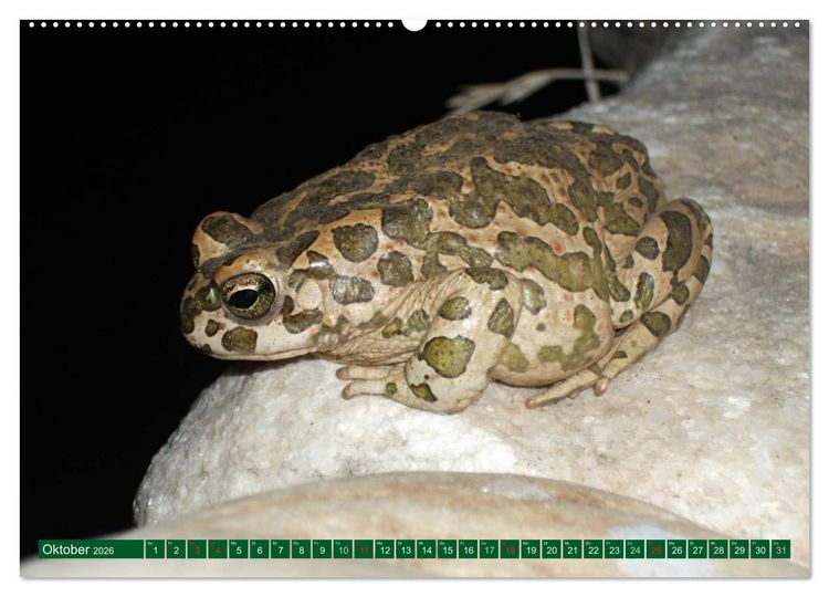 Produktbild: Kr&ouml;ten & Fr&ouml;sche (hochwertiger Premium Wandkalender 2026 DIN A2 quer), Kunstdruck in Hochglanz