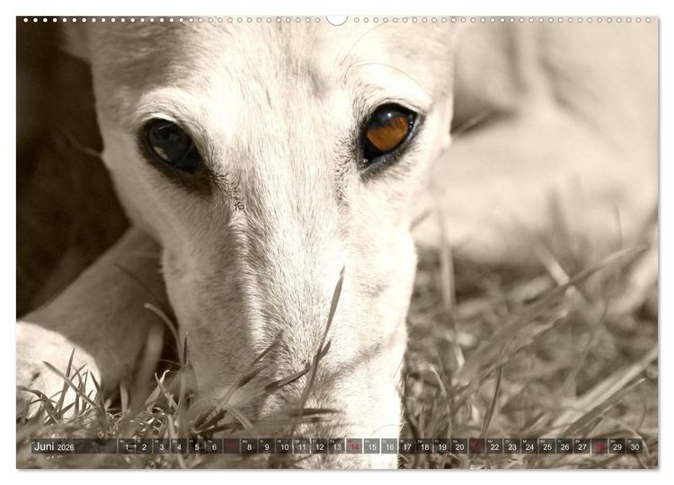 Produktbild: Galgo eye-catcher (hochwertiger Premium Wandkalender 2026 DIN A2 quer), Kunstdruck in Hochglanz
