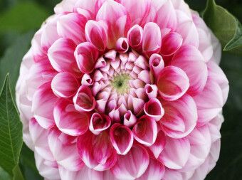 Produktbild: CALVENDO Puzzle Dahlienbl&uuml;te | 2000 Teile Lege-Gr&ouml;&szlig;e 90x67cm Foto-Puzzle f&uuml;r gl&uuml;ckliche Stunden