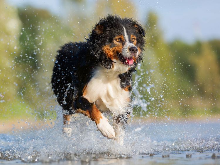 Produktbild: CALVENDO Puzzle Australian Shepherd rennt durchs Wasser 1000 Teile Lege-Gr&ouml;&szlig;e 64 x 48 cm Foto-Puzzle Bild von Christian M&uuml;ller