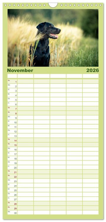 Produktbild: Familienplaner 2026 - Faszination Labrador - gelb, foxred, schwarz mit 5 Spalten (Wandkalender, 21 x 45 cm) CALVENDO