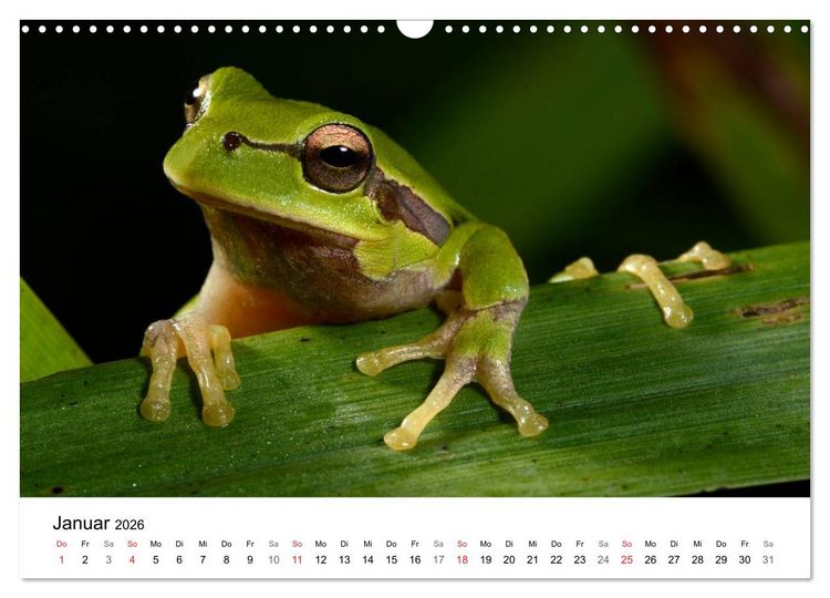 Produktbild: Heimische Tierwelt (Wandkalender 2026 DIN A3 quer), CALVENDO Monatskalender