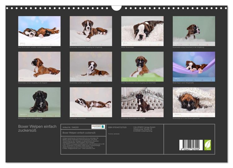 Produktbild: Boxer Welpen einfach zuckers&uuml;&szlig; (Wandkalender 2026 DIN A3 quer), CALVENDO Monatskalender