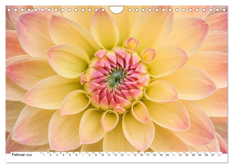 Produktbild: Dahlien-Kronen (Wandkalender 2026 DIN A4 quer), CALVENDO Monatskalender