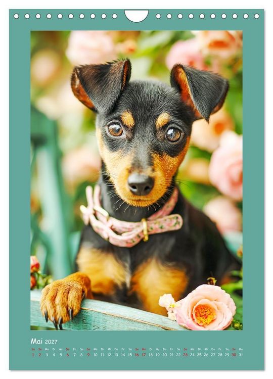 Produktbild: Mini-Pinscher. Kleine Hunde in sch&ouml;nen Momenten (Wandkalender 2027 DIN A4 hoch), CALVENDO Monatskalender
