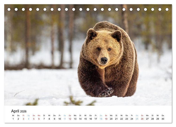 Produktbild: Tierwelt Skandinaviens (Tischkalender 2026 DIN A5 quer), CALVENDO Monatskalender