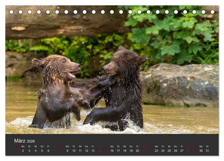 Produktbild: Die grossen B&auml;rentatzen (Tischkalender 2026 DIN A5 quer), CALVENDO Monatskalender