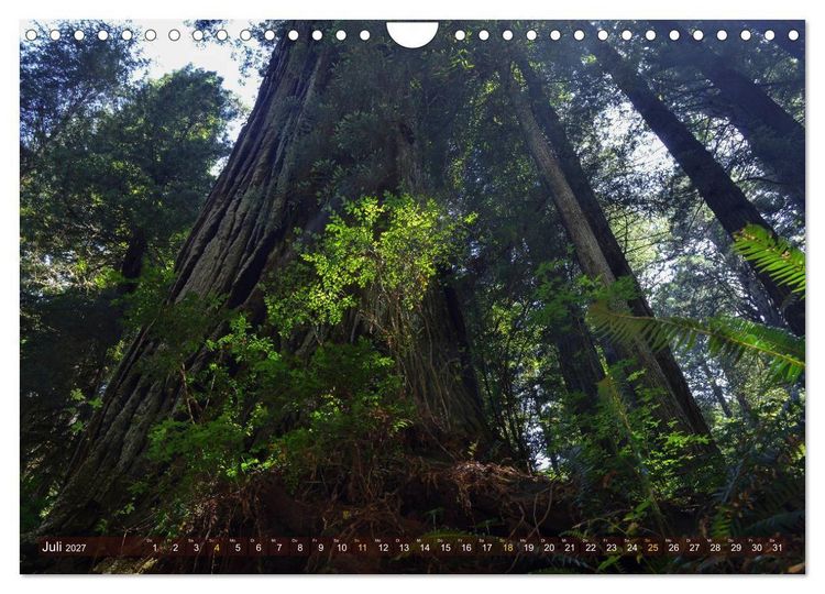 Produktbild: Spaziergang im Wald (Wandkalender 2027 DIN A4 quer), CALVENDO Monatskalender