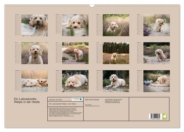 Produktbild: Ein Labradoodle-Welpe in der Heide (Wandkalender 2026 DIN A2 quer), CALVENDO Monatskalender