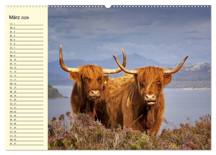 Produktbild: Schottische Hochlandrinder. Freundlich, sch&ouml;n und robust (Wandkalender 2026 DIN A2 quer), CALVENDO Monatskalender