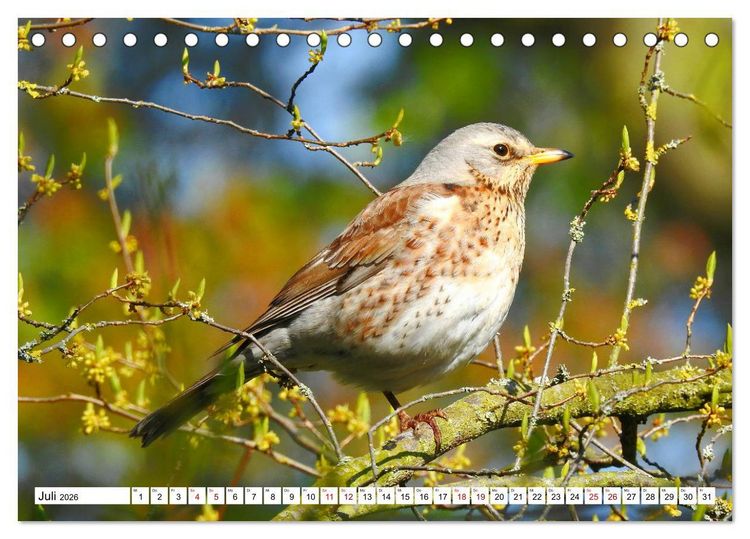 Produktbild: Vogelkalender (Tischkalender 2026 DIN A5 quer), CALVENDO Monatskalender