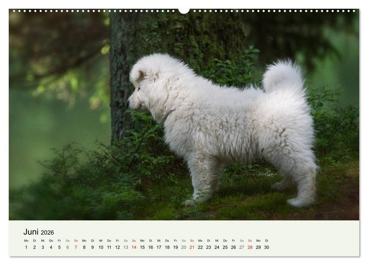 Produktbild: Kleine Samojeden - Eisb&auml;rchen Abenteuer im M&auml;rchenwald (hochwertiger Premium Wandkalender 2026 DIN A2 quer), Kunstdruck in Hochglanz
