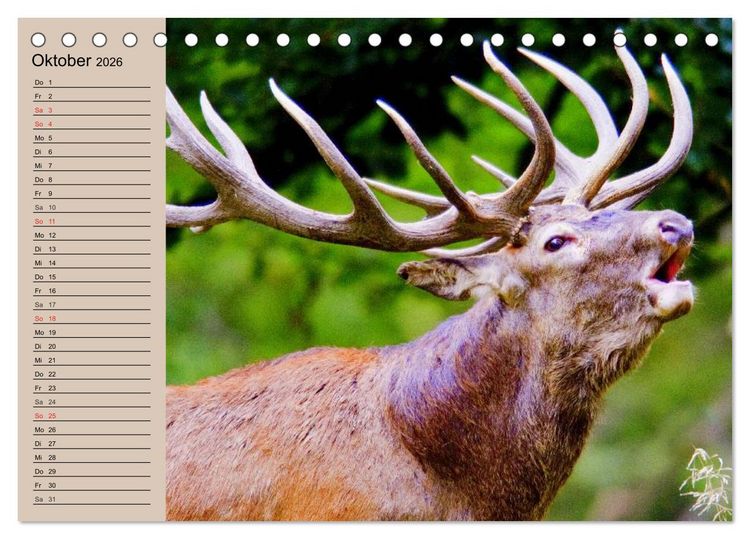 Produktbild: Rotwild. Edle Hirsche, stolze K&uuml;he (Tischkalender 2026 DIN A5 quer), CALVENDO Monatskalender